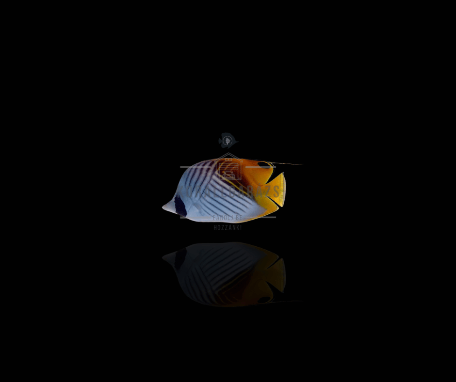 Chaetodon Auriga
